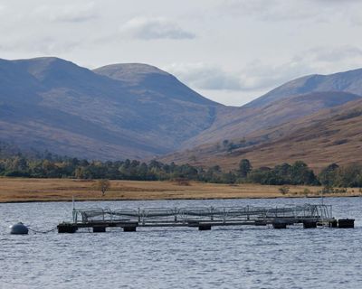 Anger over Scottish salmon farm inspections amid 35m unexpected fish deaths