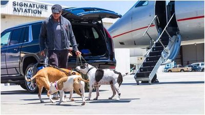 Hollywood Actor Dave Bautista Hired a Private Jet For His 4 Dogs Travel Between California and Florida