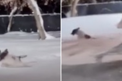 Excited police dog has a ball tunneling through snow in Canada