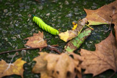 The Pest That’s Wiping Out Backyard Tomatoes in Georgia — And How to Stop It Cheaply