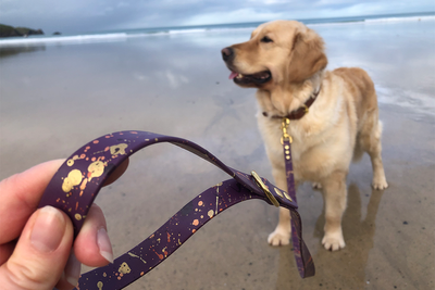 Best dog leads 2026, tried and tested on walks with an energetic golden retriever