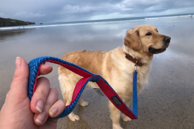 Best dog leads 2026, tested on walks with an energetic golden retriever