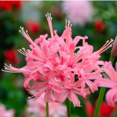 5 unique bulbs to plant in February for stunning summer displays – from pineapple lilies to striking gladioli