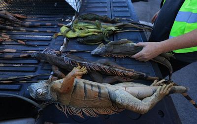 Florida euthanizes 5,000 iguanas after cold snap stuns the invasive reptiles