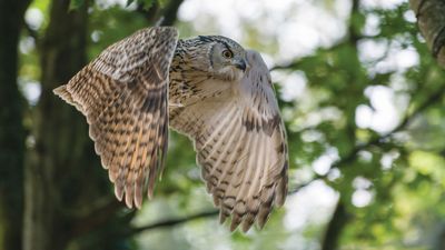 Photographer chases owl around field and refuses to stop. This is why we need to talk more about wildlife photography ethics