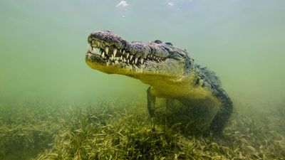Saltwater crocodiles crossed the Indian Ocean to reach the Seychelles — before humans arrived and wiped them out
