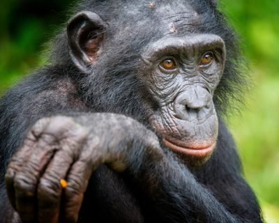 Bonobos can play make-believe much like children, study suggests