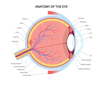 5 Vision Changes That Signal a Dangerous Blood Pressure Spike