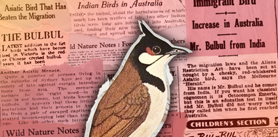 Can a bird be an illegal immigrant? How the White Australia era influenced attitudes to the bulbul