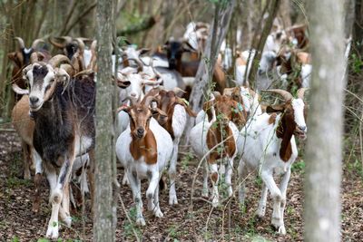 A plant species has overwhelmed a Dallas neighborhood. So officials are calling in goats, 200 of them, for help