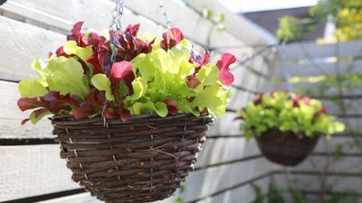 7 Vegetables You Can Grow in Hanging Baskets – for Amazing Harvests in Tiny Spaces