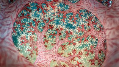 This sensational macro image strikes again – winning another major international photo award