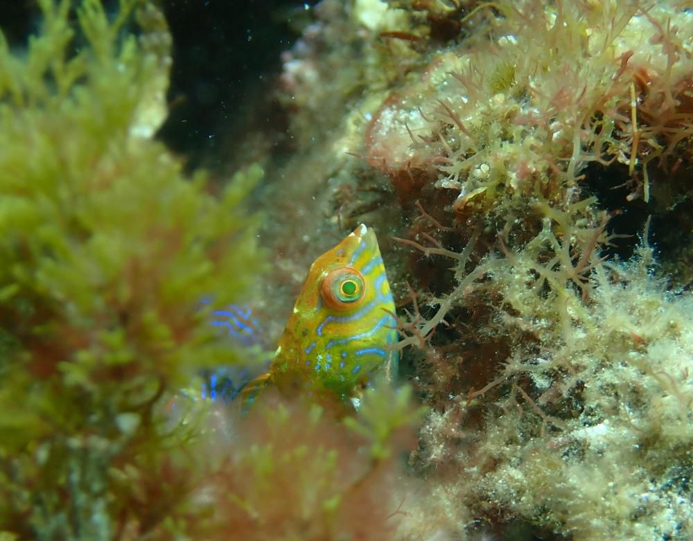 Wese Fish That’s a wrasse! Rare fish spotted for first time…