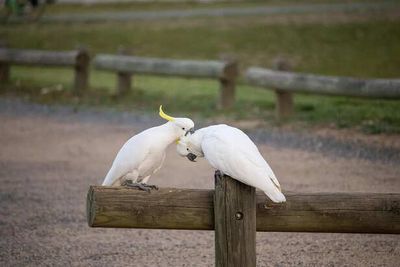 When a Cockatoo Said “I Love You” to Ducks and the Internet Melted