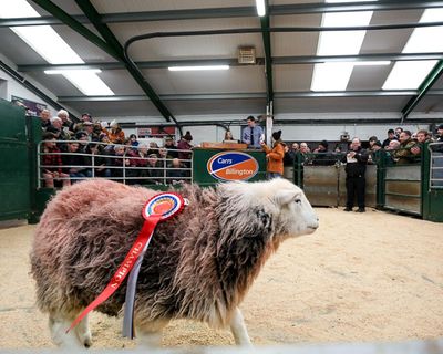 Country diary: A trip to the sheep auction – interrupted by light and legend