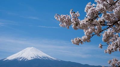 ‘Our quiet lives are threatened’: Mount Fuji cherry blossom festival axed over bad tourist behaviour