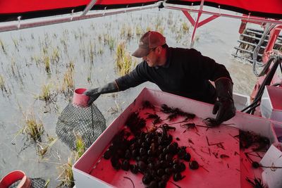 Giant snails and tiny insects threaten the South's rice and crawfish farms