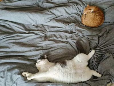 When Your Cat Shows Its Belly, This Is What It is Telling You