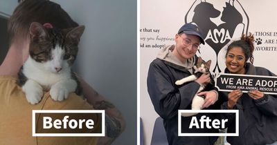 30 Rescue Transformations That Remind Us Why Second Chances Matter