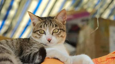 Why Indian Families Are Falling In Love With Cats More Than Dogs