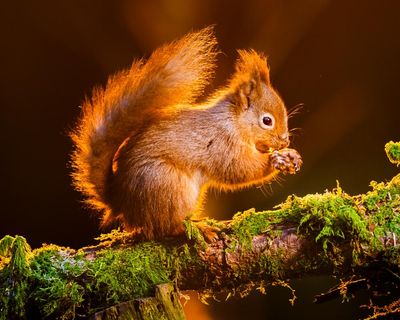 ‘On a knife edge’: can England’s red squirrel population be saved?