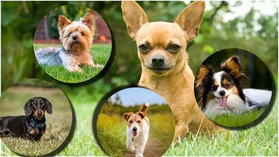 7 dog breeds that have the longest life span