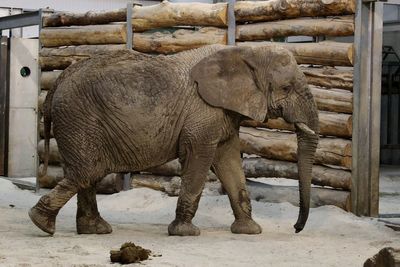 Scotland’s only African elephant dies aged 54 at safari park