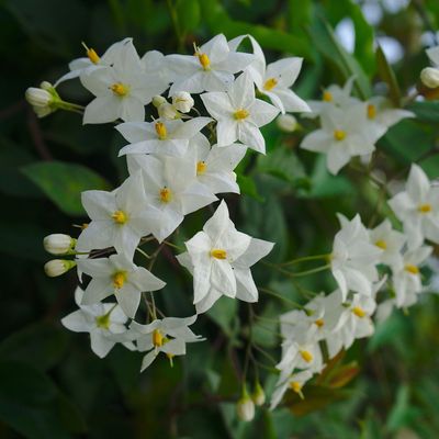4 fast-growing climbing plants for privacy that you can plant now – create a natural screen with these beautiful climbers