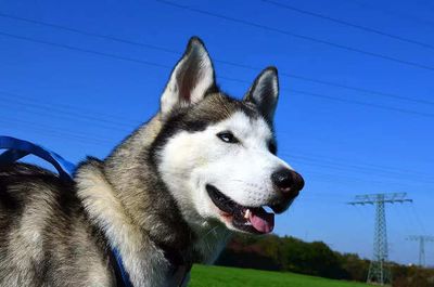 Hilarious Pet Food Preferences: The Husky Who Refused To Eat Without Ghee