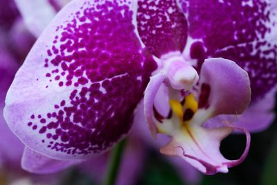 Annual orchids show brings vivid color to Chicago winter