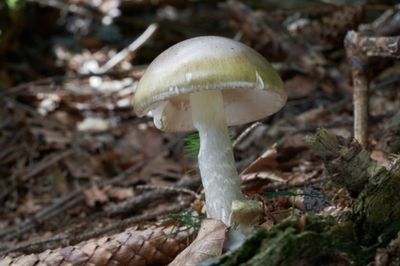 Four dead from death cap mushroom poisoning in California as urgent warning issued