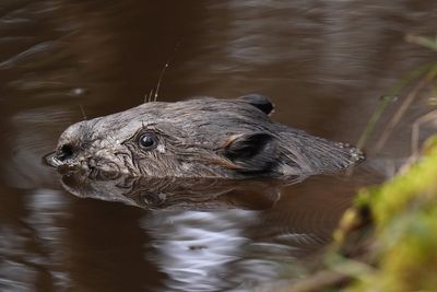 Beavers to be released at two sites in South West