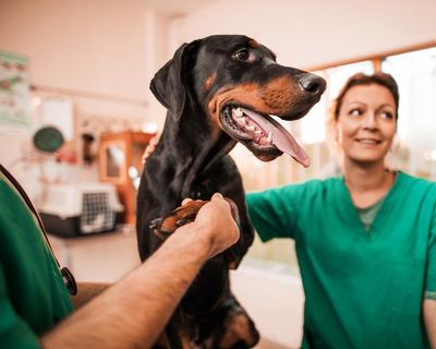 Cost of UK pet insurance falls despite higher vet fees and inflation