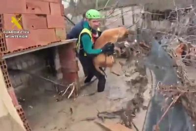 Rescuers race to save animals trapped by severe floods in Spain