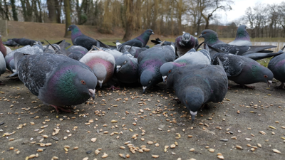 Indian-origin woman fined over Rs 2 lakh for feeding pigeons in Singapore; says she is unemployed, will do community service