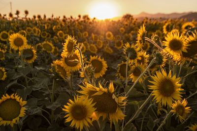 These 5 Plant Pairings Are Killing Yields in Backyard Gardens