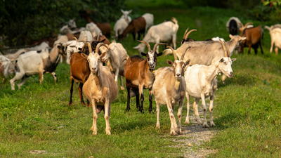 The GOAT job: Texas hires 300 goats to clear invasive shrubs in a unique ecological move