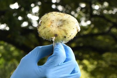 Health warnings as death cap mushroom outbreak kills four in California