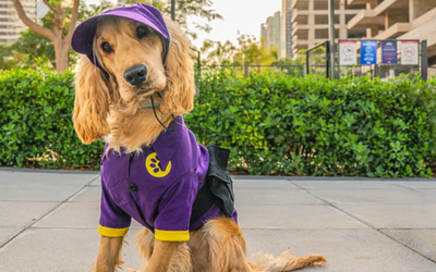 Meet Chase: The cocker spaniel who just landed the cutest ‘job’ in Dubai