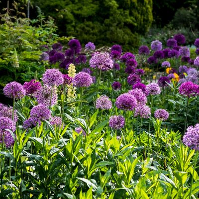 Experts say you can plant allium bulbs in February – but you'll get better results with this variety