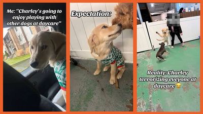 Golden retriever owner expected cute photos from day care, instead discovers how he ‘terrorized’ everyone