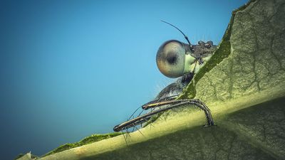 "In focus stacking, your biggest enemy is time” – Pro macro photographer Stewart Wood shares his surefire tips for razor-sharp close-ups of bugs