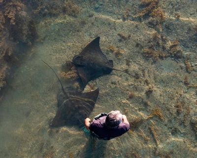 ‘Sea puppy pancakes’: what it’s like to pat a 300kg wild stingray