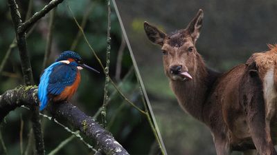 'Always be prepared for anything’: here are my 7 expert tips for amazing wildlife photography