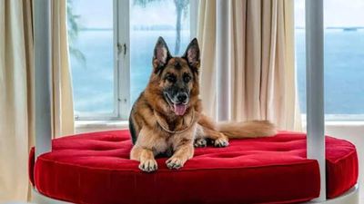 Top 10 wealthiest pets that inherit their owner’s fortune; they are richer than most individual today