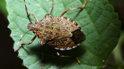Banish stink bugs from your home with this unusual pet treat — I'm as surprised as you are