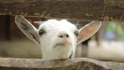 Mini goat outsmarts his own enclosure, internet stunned by his clever escape