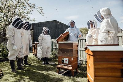 Office buzz: UK employers turn to beehives to boost workplace wellbeing