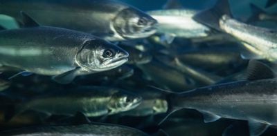 Canada is losing track of its wild salmon — just when we need that knowledge most
