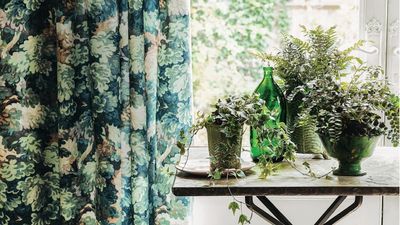 5 Houseplants That Thrive on Neglect – They'll Actually Thank You for Ignoring Them